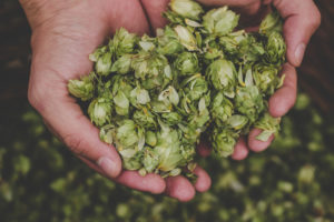 Photo of Hops at One of the Best Vermont Breweries