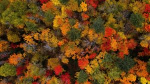 A photo looking down from up high a forest during fall. Probably an ideal place for Vermont leaf peeping.