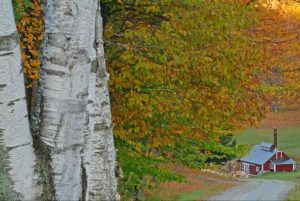 A forest similar to one near Norwich, Vermont, with a barn in the distance. Ideally this is one of Vermont's outdoor activities.