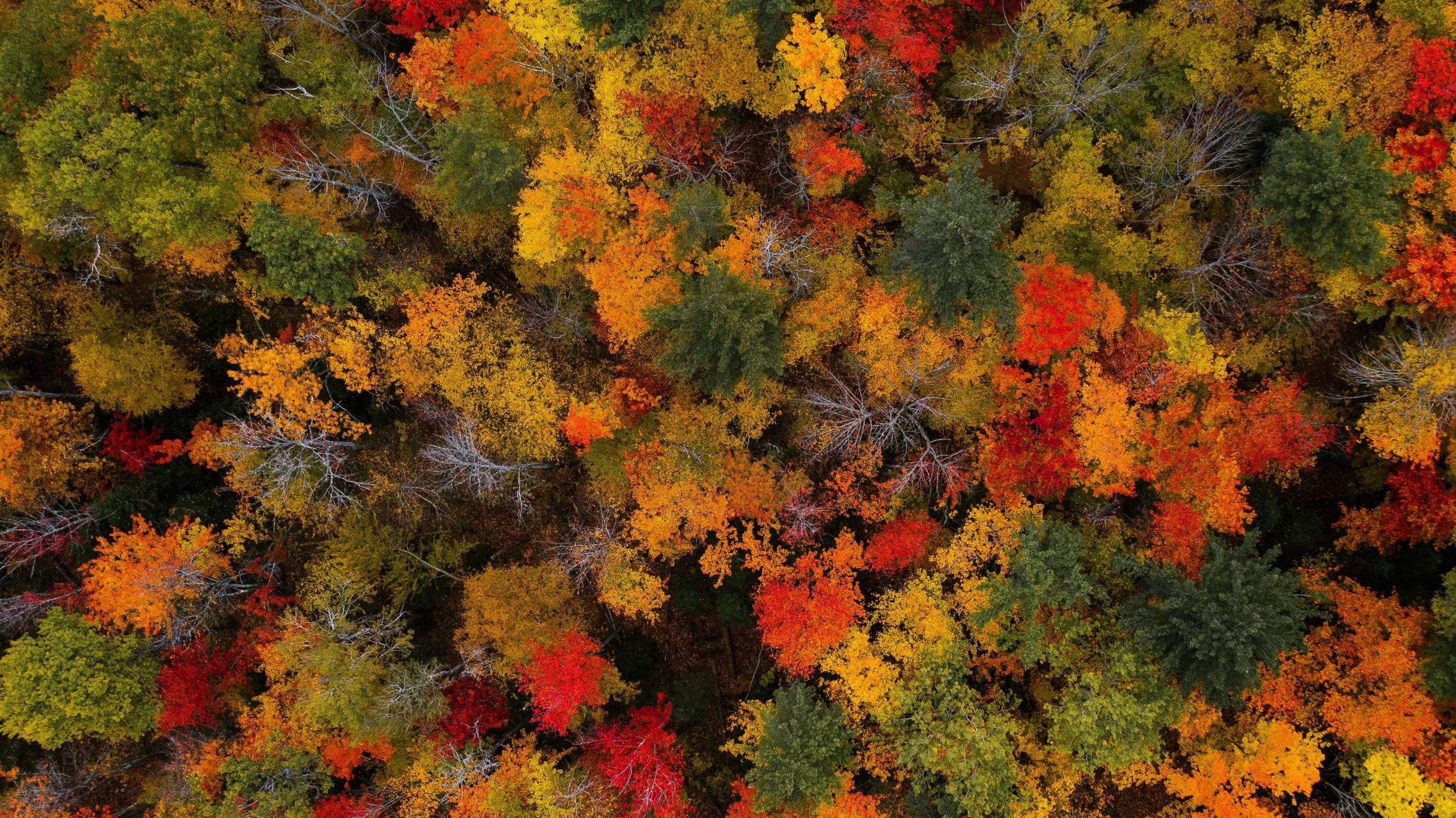 Traveler’s Guide to Vermont Leaf Peeping in the Upper Valley