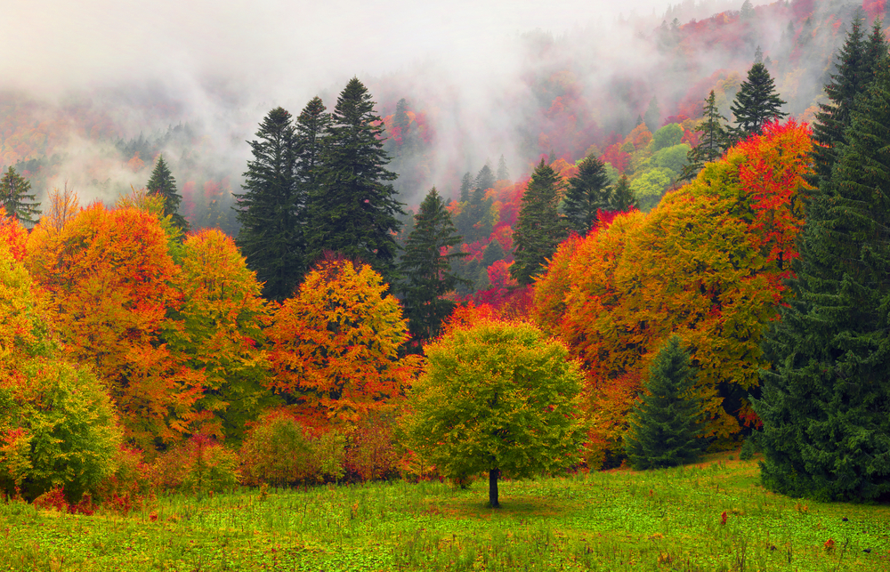 Vibrant ‘Upper Valley’ Vermont Fall Colors
